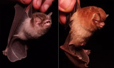 Natalus macrourus