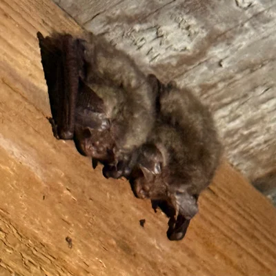 Plecotus auritus