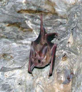 California Leaf-nosed Bat