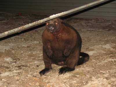 ベネットキノボリカンガルー