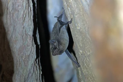 Black-bearded Tomb Bat