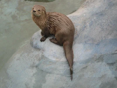 ミナミウミカワウソ