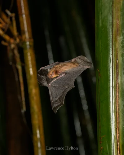 Tylonycteris fulvida