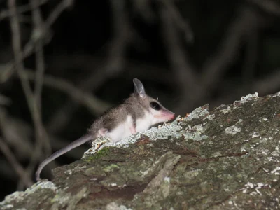 Thylamys pulchellus