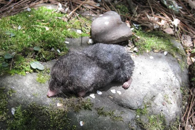 タイワンモグラジネズミ