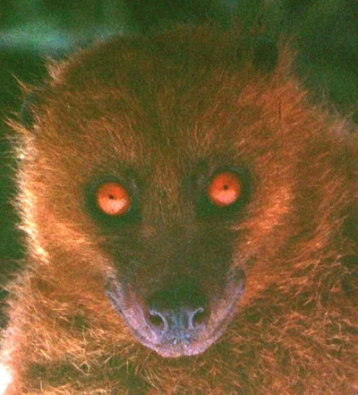 フィジーキツネオオコウモリ