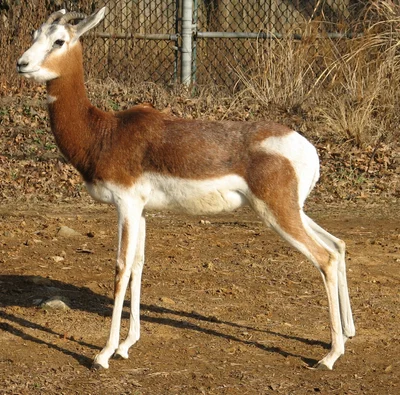 ダマガゼル