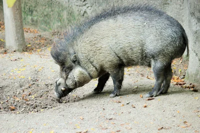 ヴィサヤンヒゲイノシシ