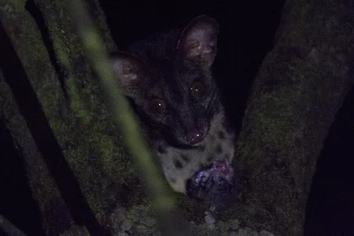 アフリカリンサン