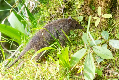 Neophascogale lorentzii