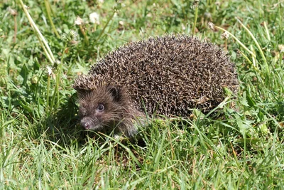 キタハリネズミ