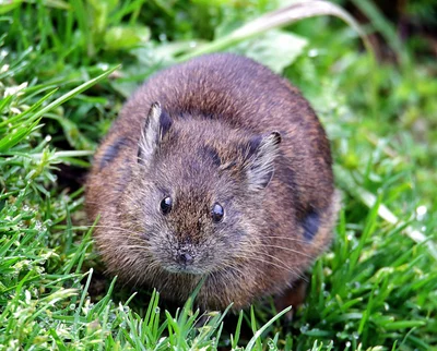 Ochotona (Ochotona) sikimaria