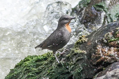Rufous-throated Dipper