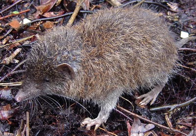 Podogymnura intermedia