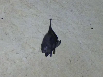 Paremballonura tiavato