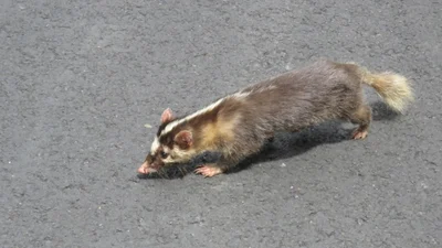 タイワンイタチアナグマ