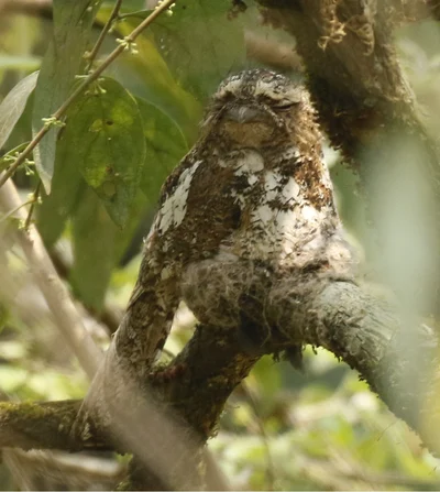 Hodgson's Frogmouth