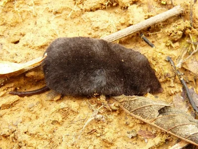 Cryptotis colombianus