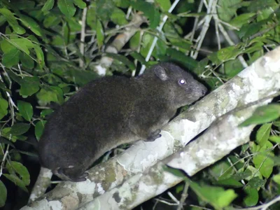 Dendrohyrax validus