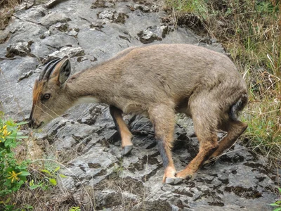 Naemorhedus goral