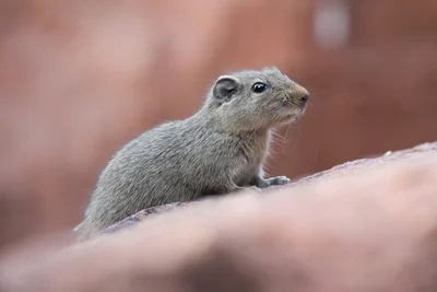 アフリカイワネズミ