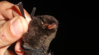 Myotis (Pizonyx) izecksohni