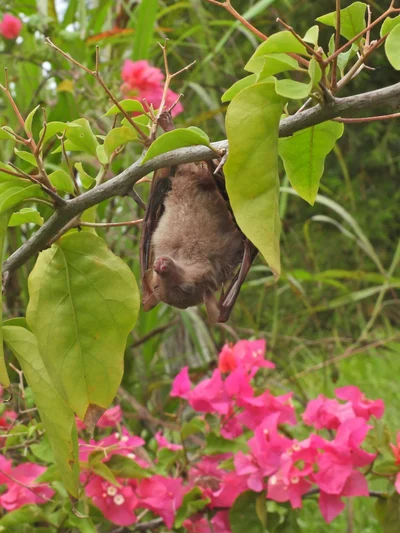 Macroglossus minimus