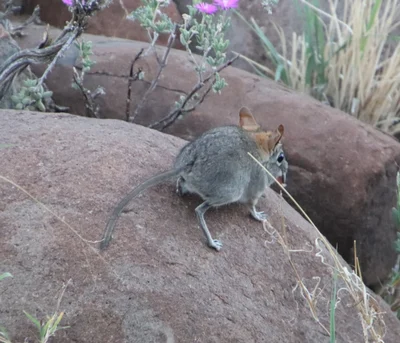 Elephantulus rupestris