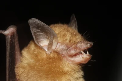 Rhogeessa aenea