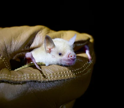 ジャマイカフラワーコウモリ