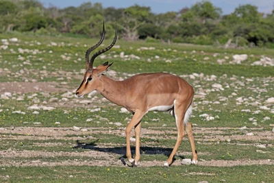 Aepyceros petersi