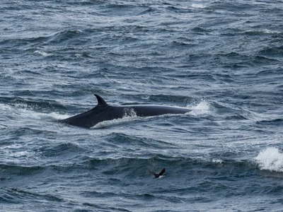 イワシクジラ