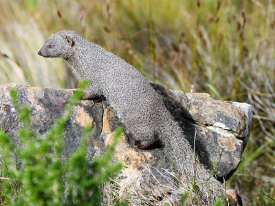 Galerella pulverulenta