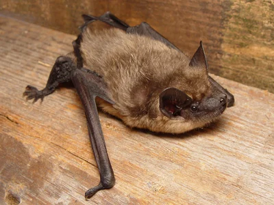 Eptesicus (Cnephaeus) serotinus