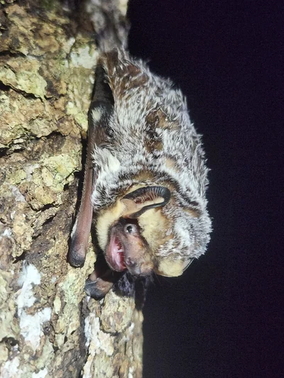 North American Hoary Bat