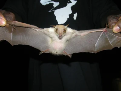 Nanonycteris veldkampii