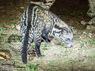 ジャワジャコウネコ