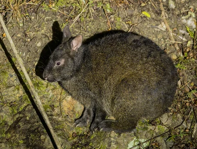 アマミノクロウサギ