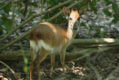 Aders' Duiker