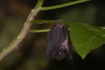 ズグロフルーツコウモリ