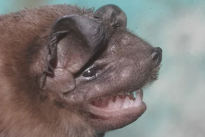 Molossus alvarezi