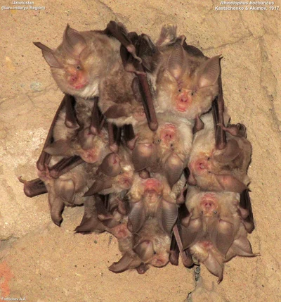 ブハラキクガシラコウモリ