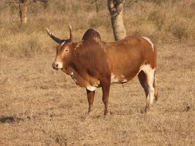 Bos indicus