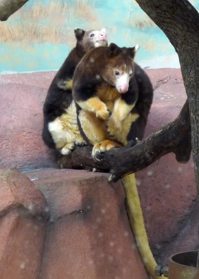 アカキノボリカンガルー