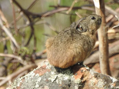 Ochotona (Pika) mantchurica