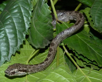 Lycodryas maculatus