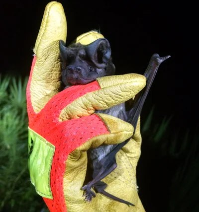 Eumops floridanus