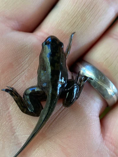 アフリカツメガエル