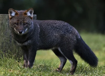 ダーウィンギツネ