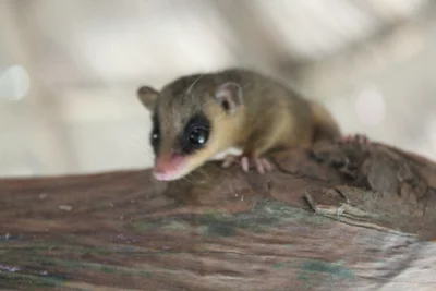 ヨルホソマウスオポッサム